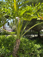 Tree philodendron thaumatophyllum bipinnatifidum plant growing in sunny garden © Hikmawati