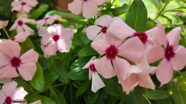 Close-up view of delicate pink Madagascar periwinkle flowers surrounded by lush green foliage in natural sunlight.