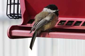 Black-Capped Chickadee Resting on Red Backyard Bird Feeder © Kevin