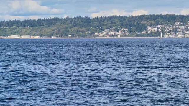 Transient orca also known as Bigg's killer whales (apex predators) swimming close to the shorelines of Bainbridge Island in Puget Sound, Pacific Northwest in the State of Washington.