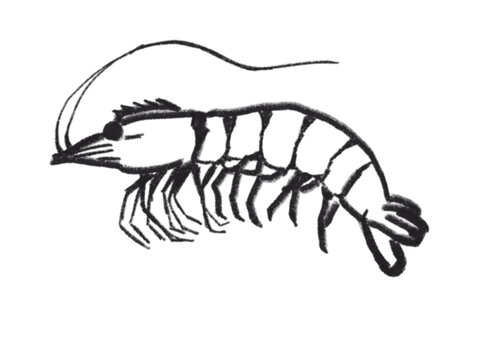 shrimp vector illustration black and white small shrimp