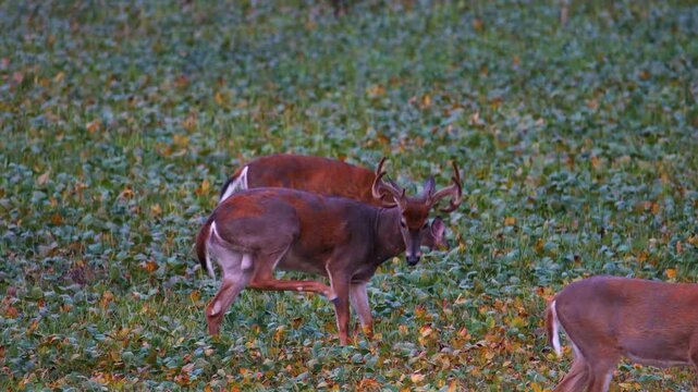 Whitetail bucks molting into winter coats in soybean field
