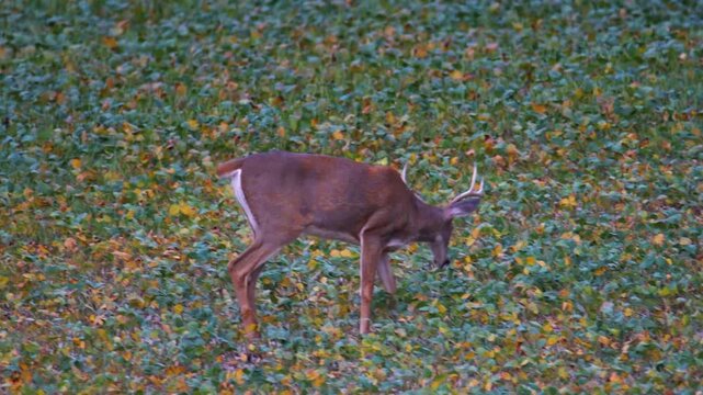 Velvet whitetail buck walks past buck feeding in soybeans