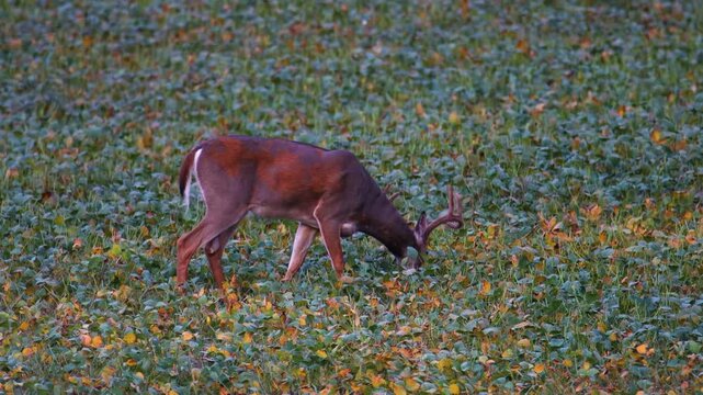 Whitetail buck with velvet antlers feeding on yellowing soybeans