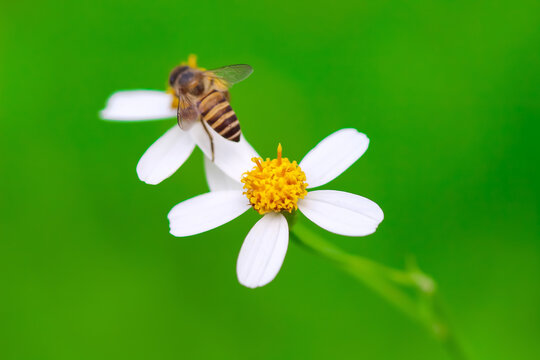 Blurred white back jack flower blooming with bee