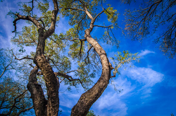 Fototapeta premium Trees and Sky