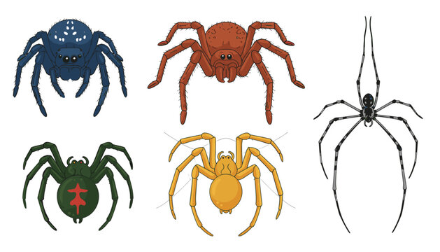Detailed vector illustration of five different spider species including a tarantula and a black widow.