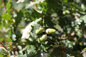 Cluster of immature acorns developing on an oak branch surrounded by green lobed leaves, with sunlight filtering through the foliage and highlighting the young nuts during summer growth. © Evgeniia
