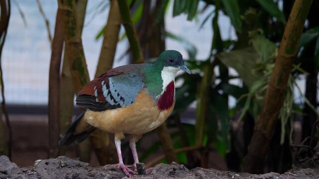 bleeding heart dove resting