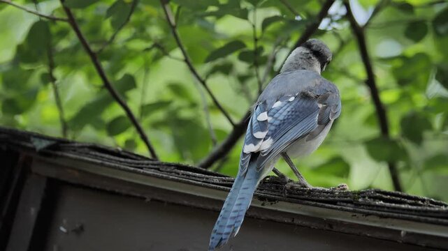 Blue jay