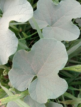 Silver-green velvet leaves close up. Detailed macro photography of dusty miller plant foliage in natural outdoor setting. Organic texture and botanical background for garden design.