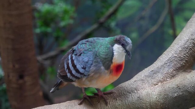 bleeding heart dove