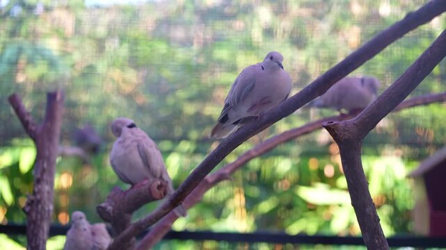barbary dove climbing tree branch and getting ready to flying down, bird in big bird cage in zoo