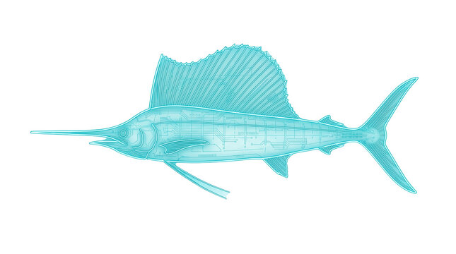 Vintage sailfish illustration in turquoise blue, antique marlin fish engraving, nautical marine life sketch for coastal decor