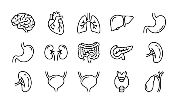Human Internal Organs Thin Line Icon Set Medical Viscera Vector Collection