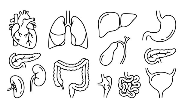 Human Anatomy Internal Organ Diagram Set Thin Line Medical Vector Illustrations