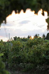 Obraz premium Vineyard landscape viewed through grape leaves, with rows of vines extending toward the horizon beneath a partly cloudy evening sky in the Douro Valley, Portugal, during the summer season.