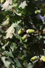 Immature green acorns growing on an oak branch among dense lobed leaves, with several developing nuts visible against softly shaded vegetation during the summer season in woodland. © Evgeniia