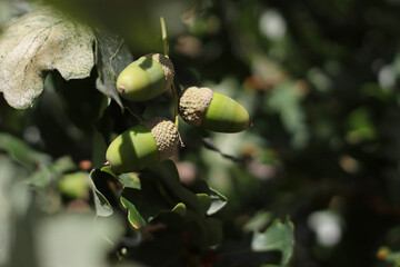 Close view of immature green acorns attached to an oak branch, surrounded by lobed leaves and soft natural foliage, showing developing fruit during the warm growing season in woodland. © Evgeniia