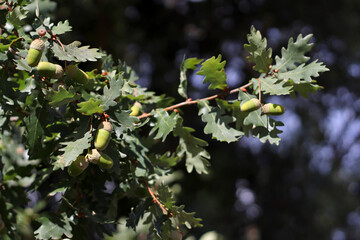 Green acorns developing on an oak branch among lobed leaves, with several immature fruits and woody stems illuminated by sunlight in a natural woodland setting during the growing season. © Evgeniia