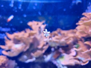 A delicate white starfish floats among vibrant coral formations in deep blue ocean waters. © VeroVision