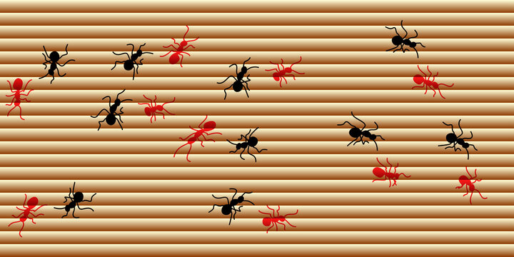 Black and red ants crawling on horizontal wooden panel slatted texture.