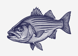 Fototapeta premium Striped bass fish with detailed scales, fins and open mouth, vintage engraved illustration, fishing vector illustration.