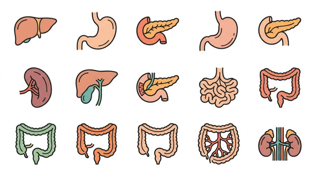 Colorful flat vector icons of human digestive organs.