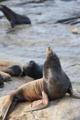 Fototapeta premium Sea Lion Stretching Neck Upward Among Rookery Group