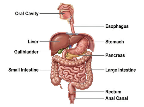 Human Digestive System Anatomy Medical Illustration with Gastrointestinal Organs Diagram Isolated