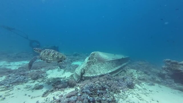 Green sea turtle swims near a sunken boat on a sandy seabed. Cinematic underwater footage capturing the peaceful encounter with marine life near a shipwreck.