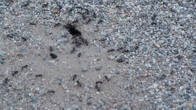 Tiny ants swarm near a gravel hole. They move quickly through loose pebbles