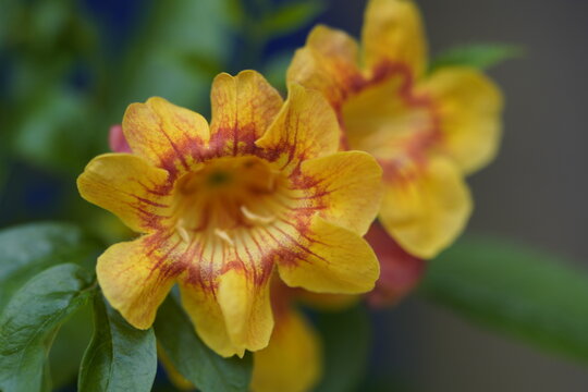 Bignonia capreolata common names are Crossvine, Cross vine, Quartervine, Trumpet flower.