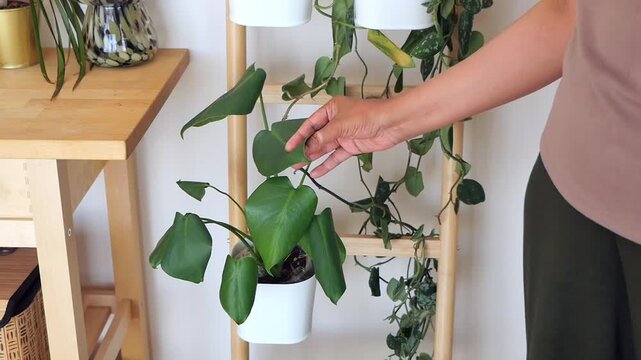 Care tips for houseplants in a modern home