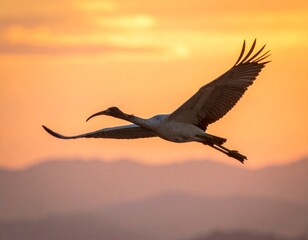 Naklejka premium Graceful Ibis Bird Soaring in Flight Against Warm Golden Sunset Sky Wildlife Nature Landscape