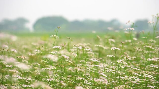 Serene field of blooming coriander plants with white and pink flowers Swinging in gentle breeze.