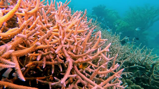 Vibrant hard coral formations creating a rich underwater ecosystem, teeming with diverse schools of fish swimming around the healthy reef structure in the clear tropical ocean waters