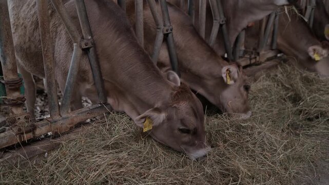 Slightly elevated view looking down on a row of brown cows feeding on hay at the barrier in a small cowshed, seen from standing height. A rural dairy farm with an animal-friendly feel, Germany.
