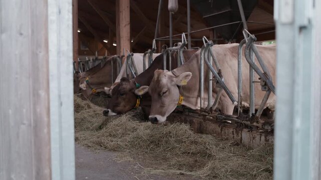 View from the side through a barn doorway onto a row of brown cows feeding on hay at the barrier in a cowshed. A framed glimpse of daily feeding and animal husbandry on a dairy farm in the Allg&auml;u.