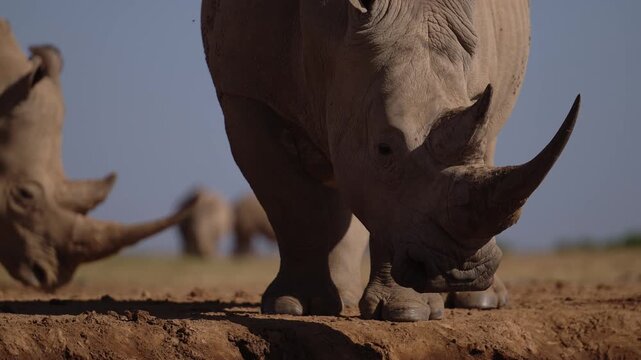 White Rhino Close Up Portrait with Big Horn in Wildlife Conservation Area, African Animals on Safari in Kenya in Africa, Endangered Animal.