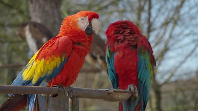 Colorful parrots interacting in a natural setting