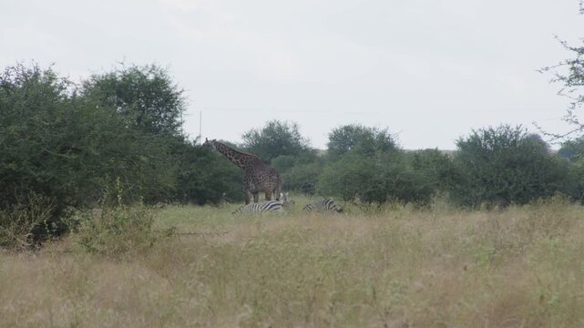 Zebras and Giraffes in the Wild in Kenya 2