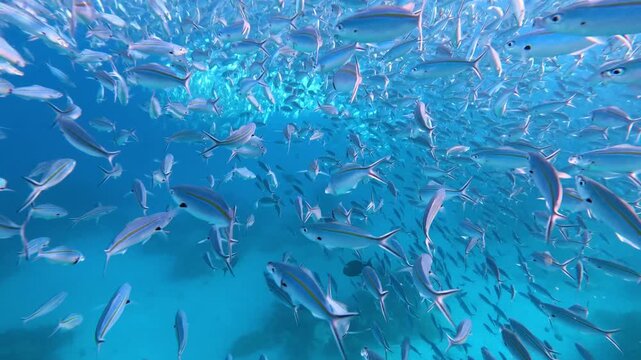 Swimming with big school of fusilier fish feeding on plankton in crystal clear ocean waters in Yasawa Islands, Fiji, South Pacific