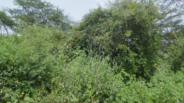 Butterfly in a Bush, Flowers 5