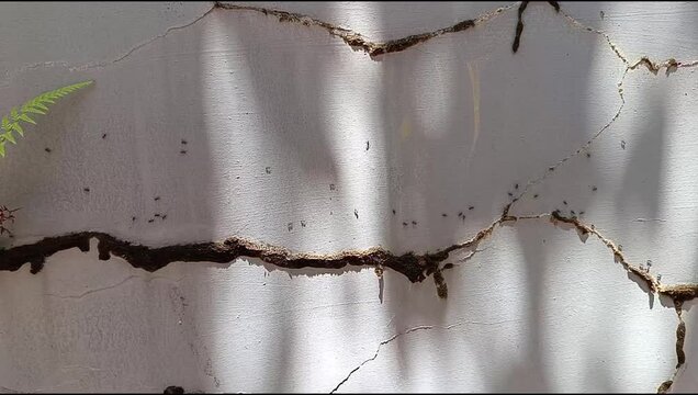 ant colony walking on the wall	