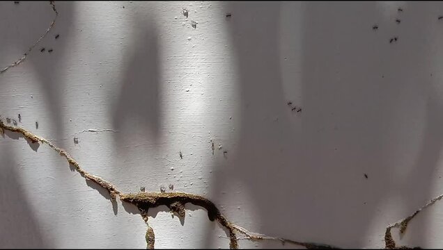 ant colony walking on the wall	