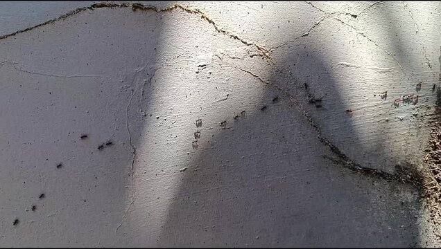 ant colony walking on the wall	