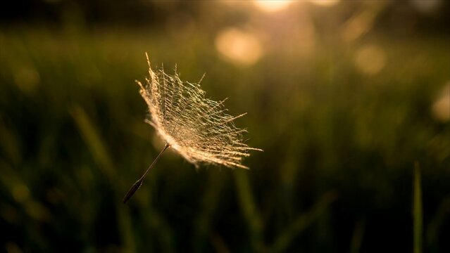 Delicate parachute pappus of a dandelion seed catching golden hour light