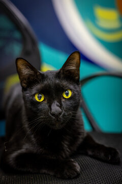 Gato negro