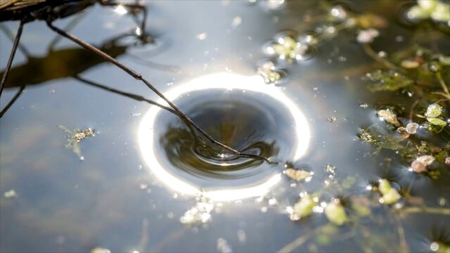 Water strider insect leg creating a depression on the water surface tension